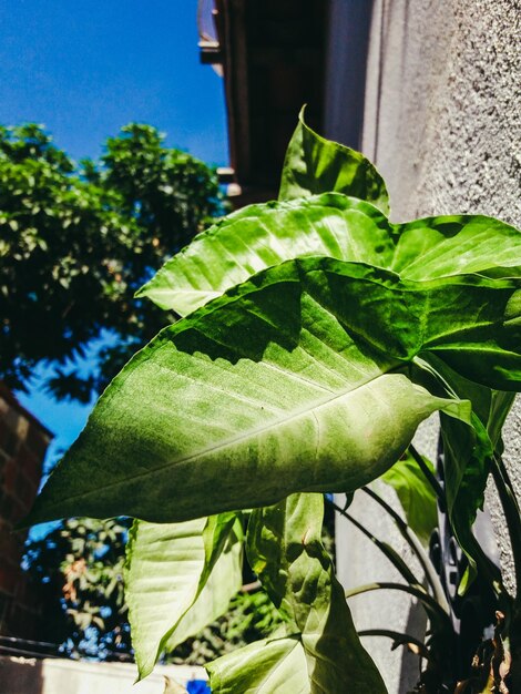 Foto prossimo piano di una pianta verde fresca