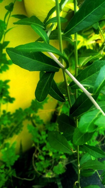 Close-up of fresh green plant