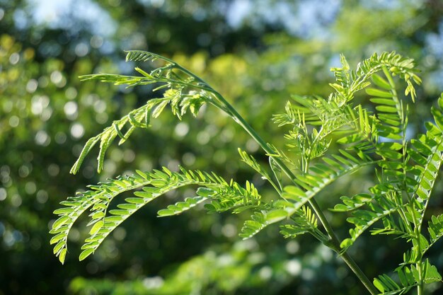 Photo close-up of fresh green plant