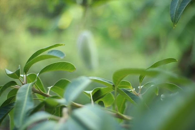 Foto prossimo piano di una pianta verde fresca