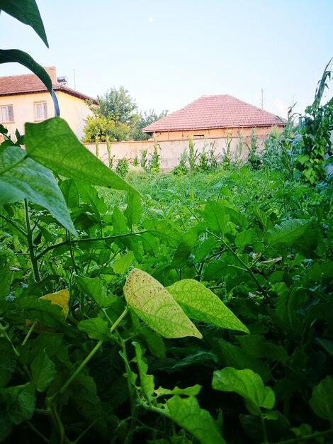 Close-up of fresh green plants against house