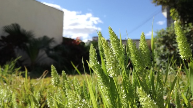 Foto close-up di piante verdi fresche sul campo contro il cielo