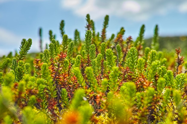 Foto close-up di piante verdi fresche sul campo contro il cielo