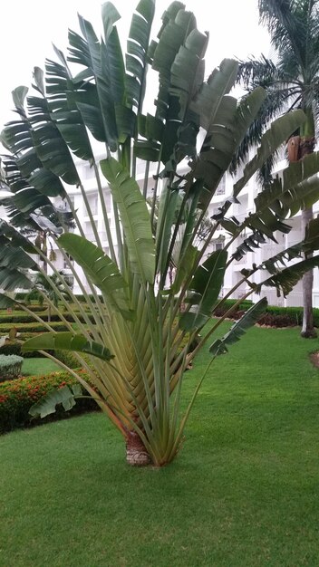 Close-up of fresh green plants on field