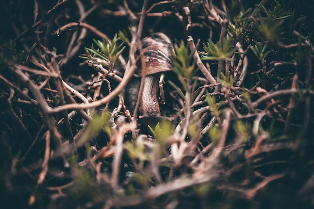 Foto close-up di piante verdi fresche sul campo