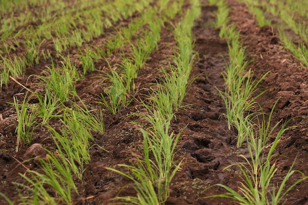 Photo close-up of fresh green plants in field