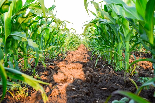 Close-up of fresh green plants in field