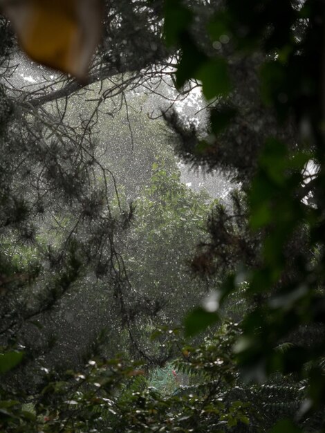 Photo close-up of fresh green plants in forest