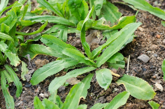 畑で育つ新鮮な緑の植物のクローズアップ