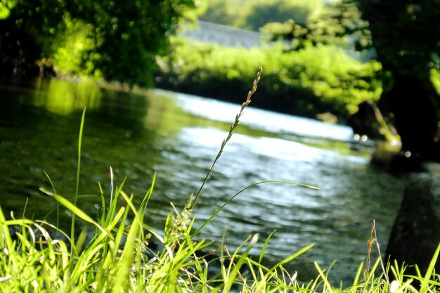 Close-up of fresh green plants in lake