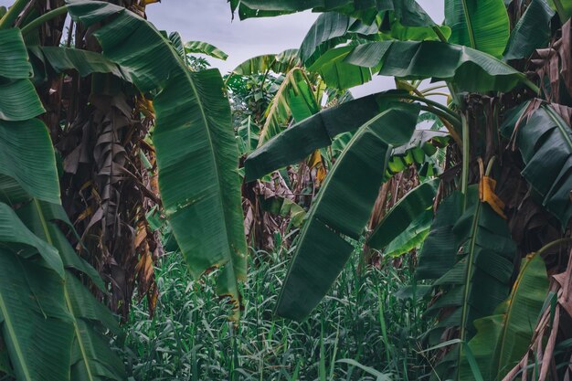 Close-up of fresh green plants and trees in field