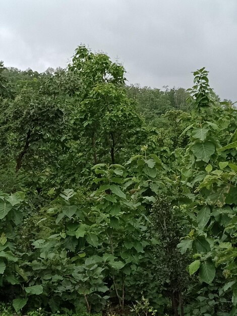 Close-up of fresh green plants and trees in forest against sky