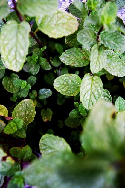 Close-up of fresh green plants in water