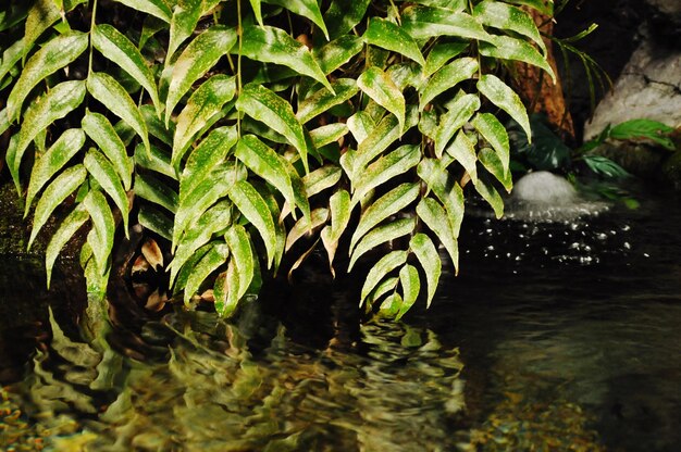 Foto close-up di piante verdi fresche in acqua