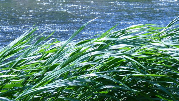 Close-up of fresh green plants in water