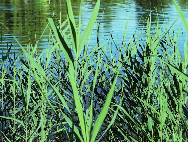 Close-up of fresh green plants in water