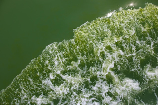 Foto close-up di piante verdi fresche in acqua