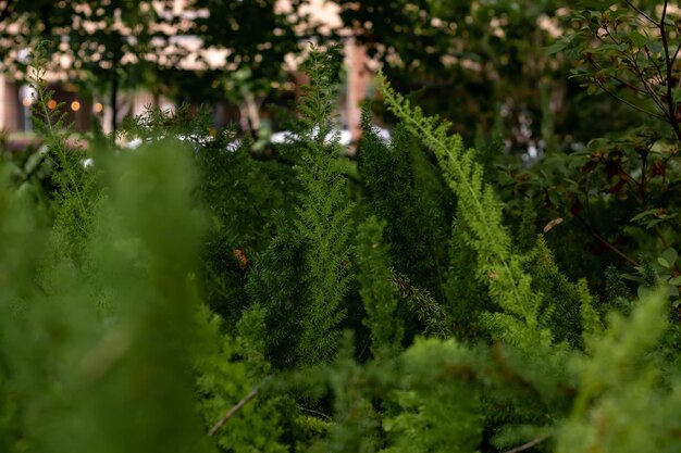 Close-up of fresh green plants with trees in forest