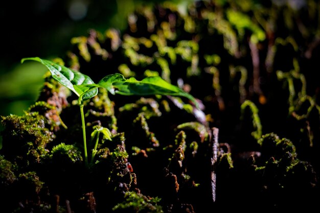 Photo close-up of fresh green plants