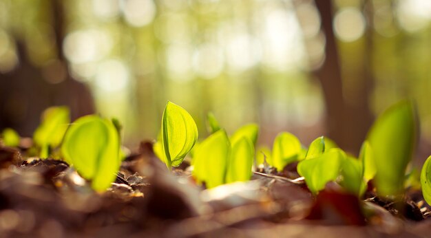 Close-up of fresh green plants