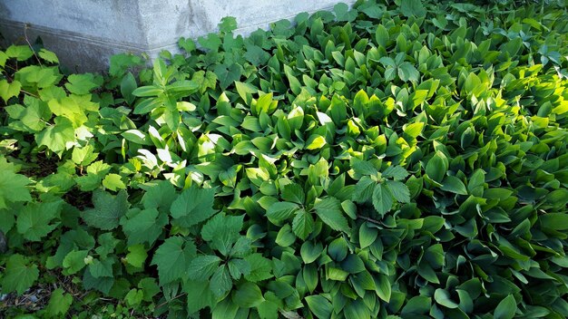 Close-up of fresh green plants