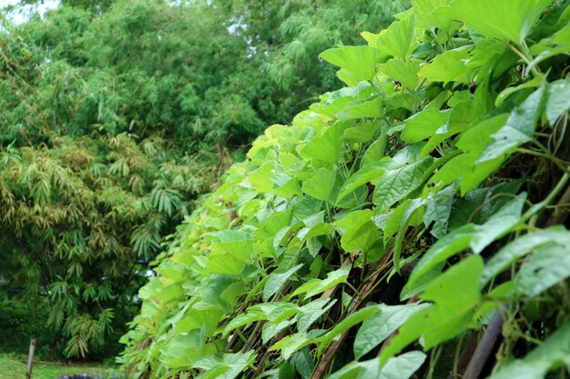 Close-up of fresh green plants