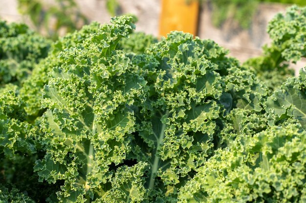 新鮮な緑の植物のクローズアップ