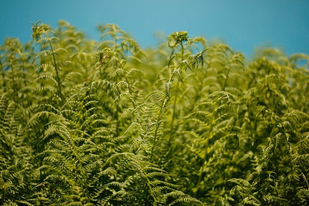 Close-up of fresh green plants