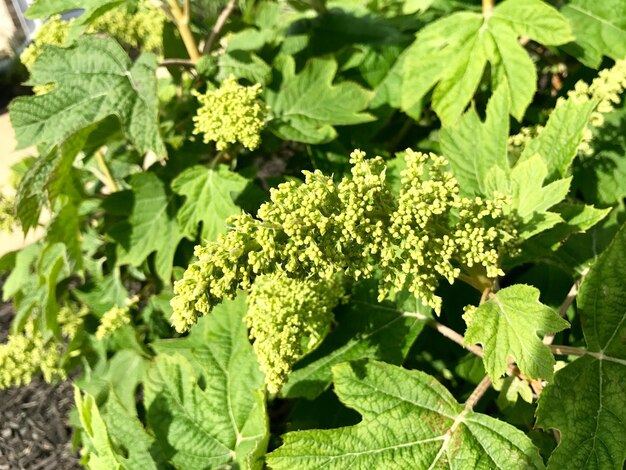 Photo close-up of fresh green plants