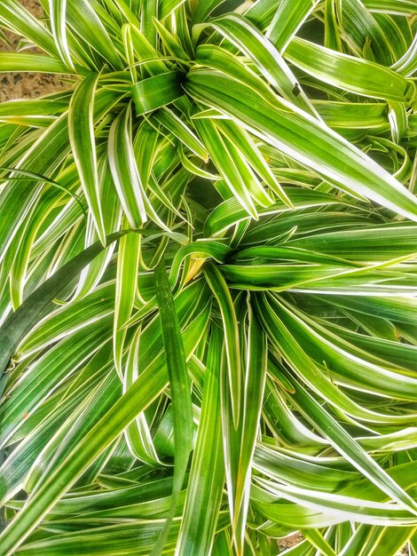 Foto close-up di piante verdi fresche