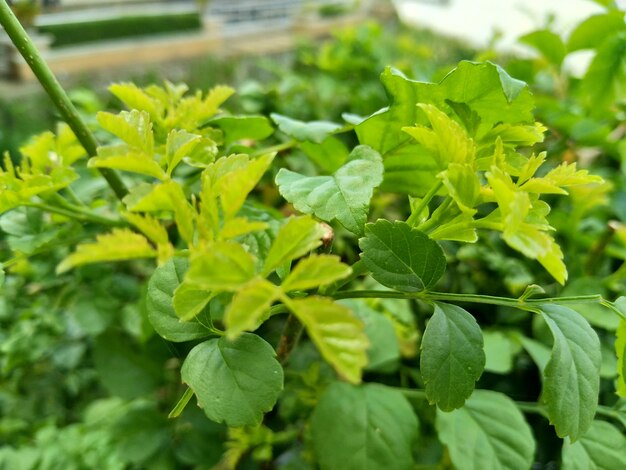 Close-up of fresh green plants