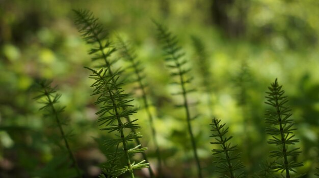 Close-up of fresh green plants