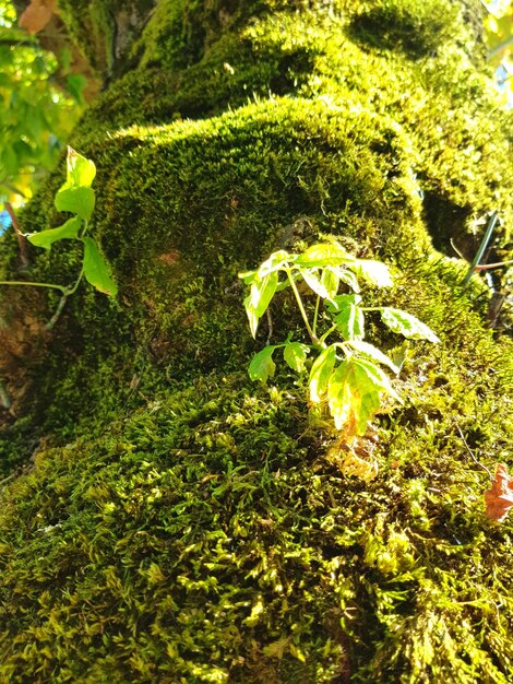 Foto close-up di piante verdi fresche