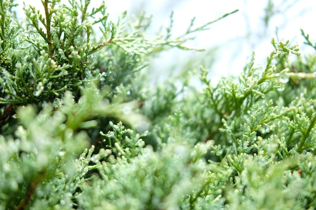 Photo close-up of fresh green plants