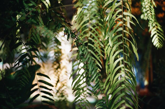 Photo close-up of fresh green plants