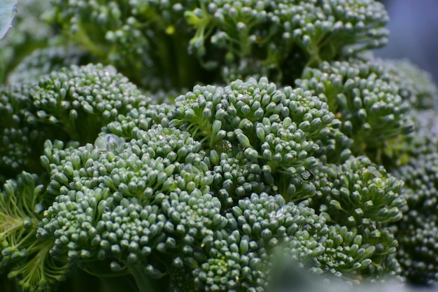 Photo close-up of fresh green plants