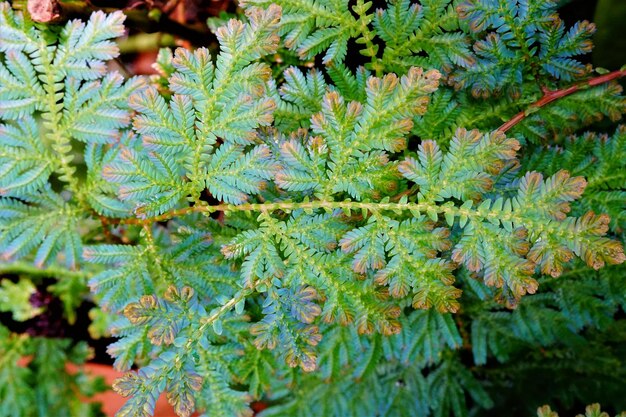 新鮮な緑の植物のクローズアップ