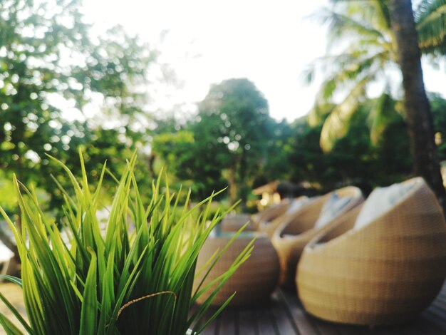 Close-up of fresh green plants