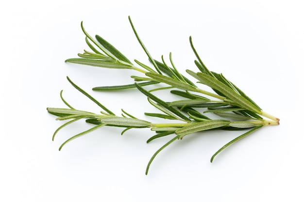 Close-up of fresh and green rosemary