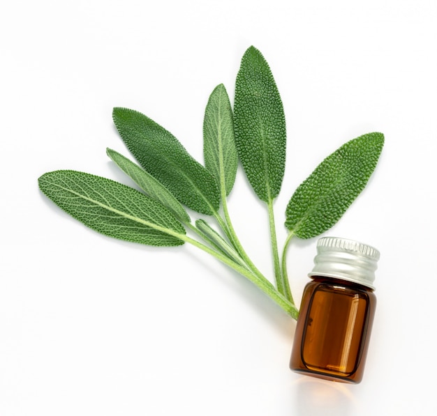 Close up fresh green sage herb leaf with a bottle of essential oil on white background