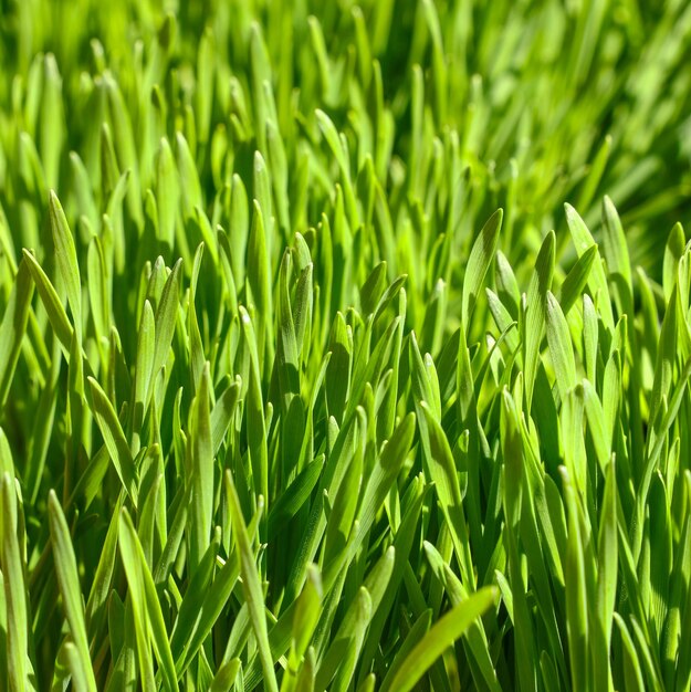 Close up fresh green spring grass background