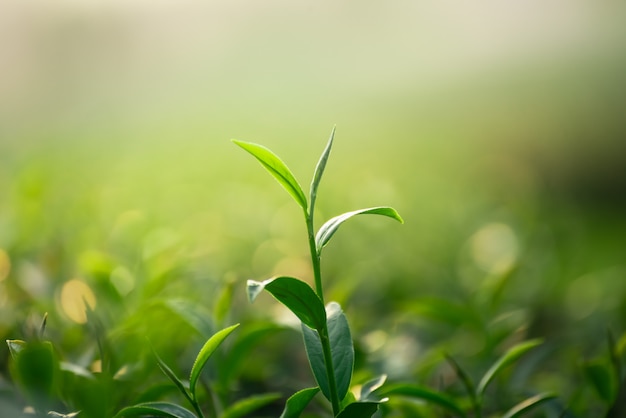 Chiuda su delle foglie di tè verdi fresche sul fondo del bokeh
