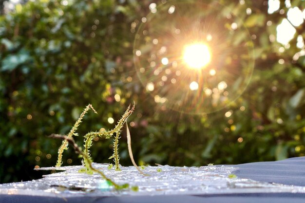 Close-up of fresh green tree against sunlight