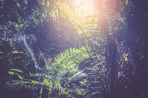 Photo close-up of fresh green tree in forest