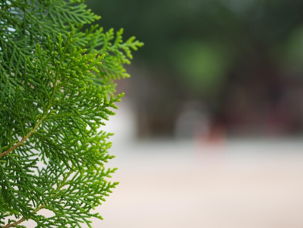 Close-up of fresh green tree