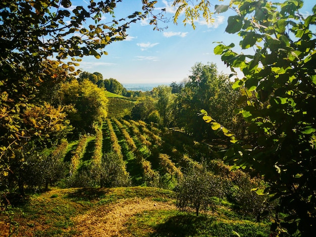 close-up of fresh green trees against sky