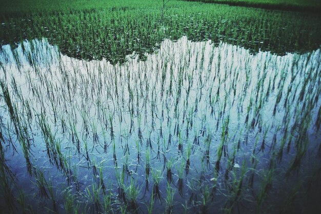 Photo close-up of fresh green water