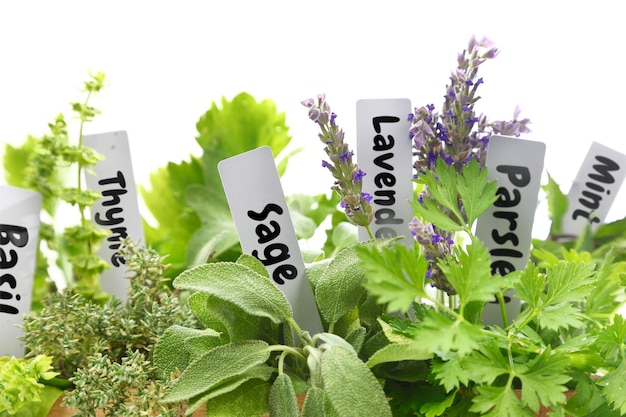 Close up of fresh herbs with name tags