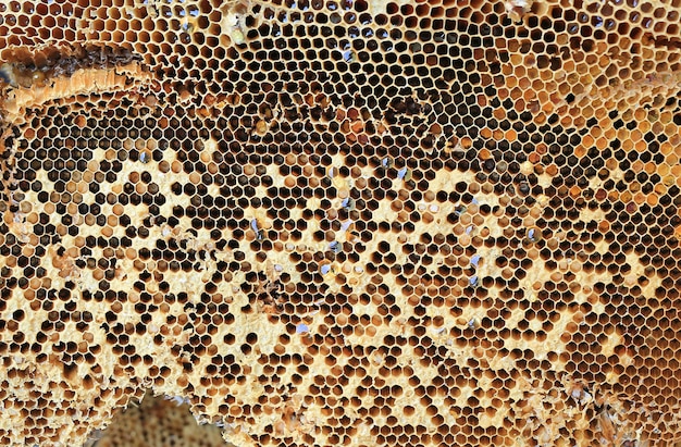 Close up Fresh Honeycomb background.
