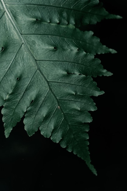 Foto close-up di foglie fresche sulla pianta su sfondo nero